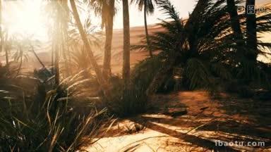 棕榈绿洲小径是国家公园众多的热门旅游项目之一